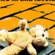 Faccia a Faccia con Helfrid P. Wetwood autore di “Muto come un orsetto” (Fratelli Frilli Editori)